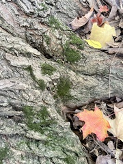 Candelariella xanthostigma