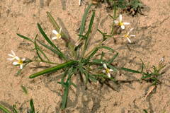 Leptaleum filifolium