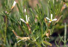 Leptaleum filifolium