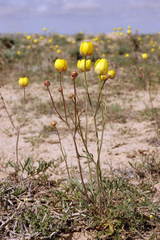 Ranunculus platyspermus