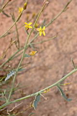 Sisymbrium subspinescens