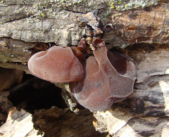 Auricularia auricula-judae