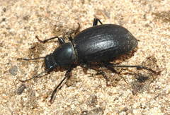 Hedyphanes besseri
