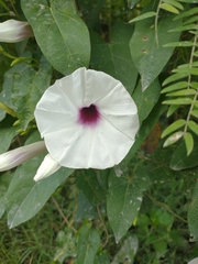 Ipomoea anisomeres