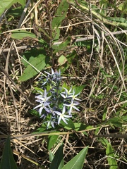 Amsonia rigida