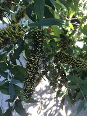 Lysimachia clethroides