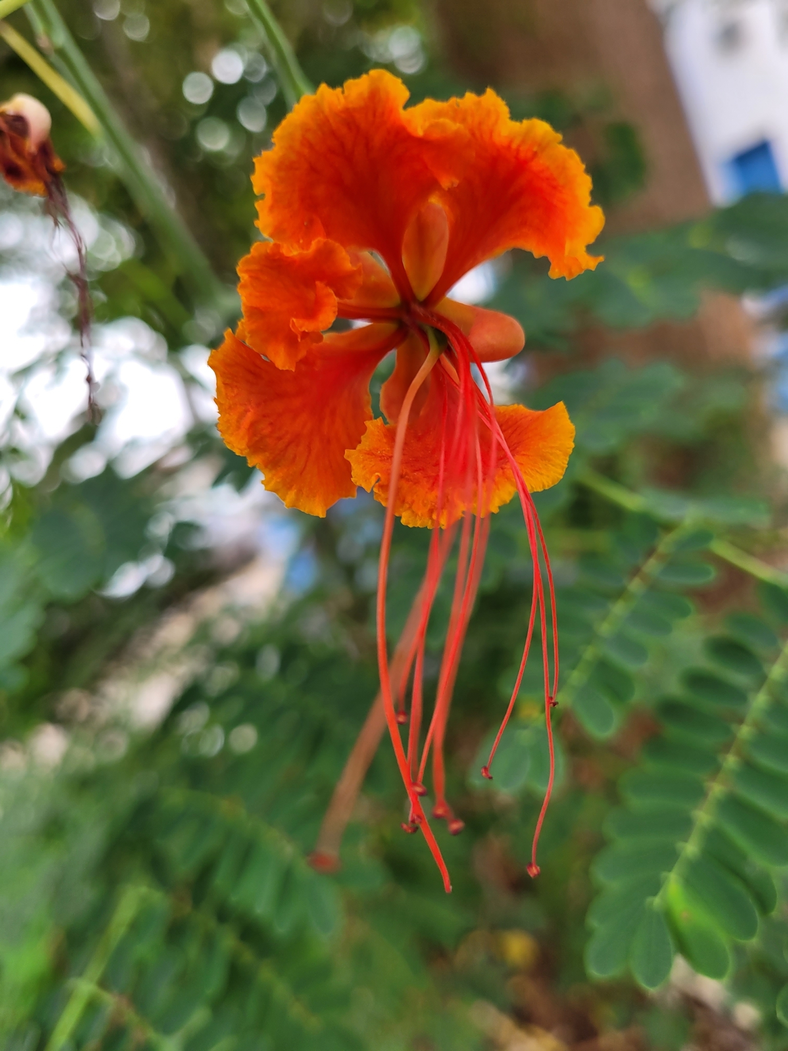 Caesalpinia pulcherrima