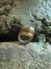 Vittina coromandeliana