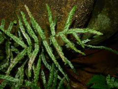 Trichomanes pinnatum