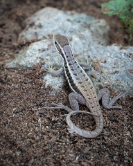 Leiocephalus cubensis