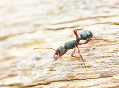 Rhytidoponera aspera