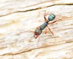 Rhytidoponera aspera