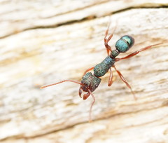 Rhytidoponera aspera