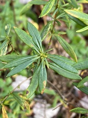 Caloptilia hypericella