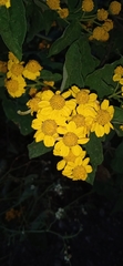 Zaluzania montagnifolia