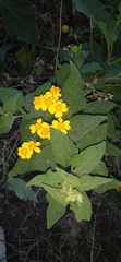 Zaluzania montagnifolia