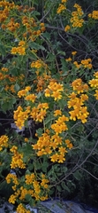 Zaluzania montagnifolia
