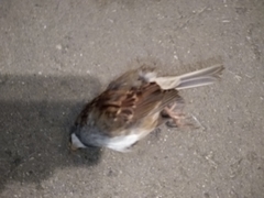 Zonotrichia albicollis