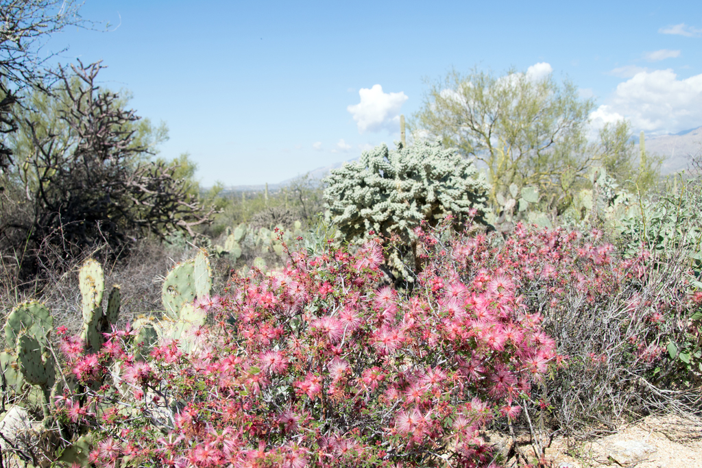 Calliandra eriophylla, , Arizona, United States