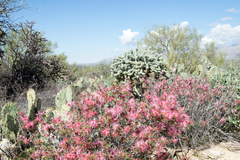 Calliandra eriophylla