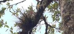 Tillandsia juncea