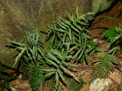 Trichomanes pinnatum