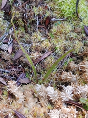 Drosera regia