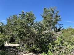 Quercus brandegeei