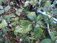 Rubus densissimus