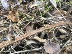 Rubus densissimus