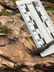 Lanzia luteovirescens