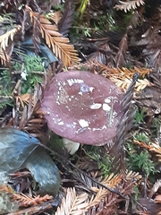 Russula zelleri
