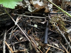 Lanzia luteovirescens