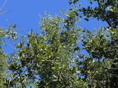 Quercus brandegeei