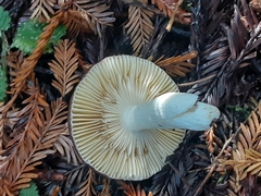Russula zelleri