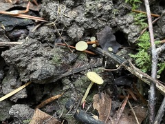 Lanzia luteovirescens