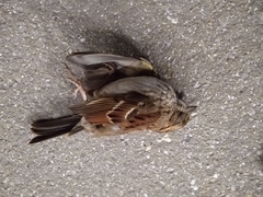 Zonotrichia albicollis