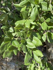 Rhus tepetate