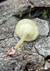 Lanzia luteovirescens