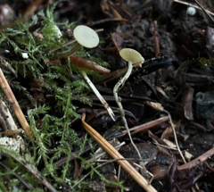 Lanzia luteovirescens