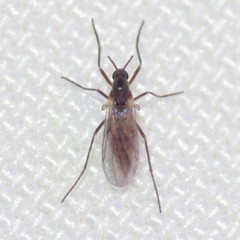 Lestremiinae