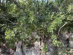 Rhus tepetate