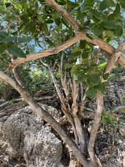 Rhus tepetate