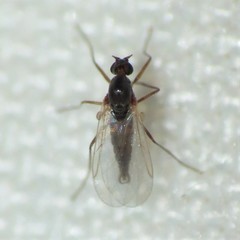 Lestremiinae