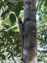 Sceloporus lundelli