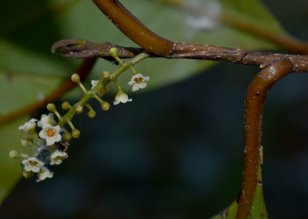 Maesa haplobotrys