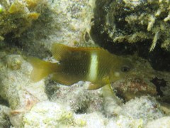 Chrysiptera biocellata