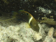 Chrysiptera biocellata