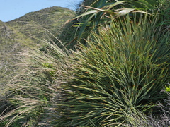 Aciphylla squarrosa squarrosa