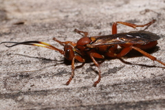 Spilichneumon